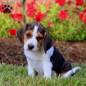 Hazel, Beagle Puppy