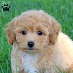 Hazel, Bich-Poo Puppy