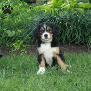 Hazel, Miniature Bernese Mountain Dog Puppy