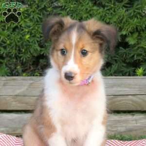 Hazel, Sheltie Puppy