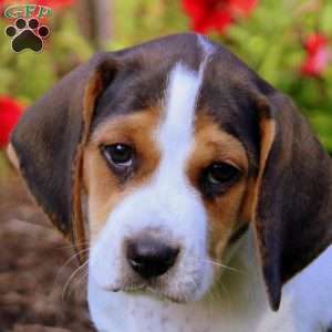 Hazel, Beagle Puppy