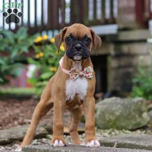 Hazel, Boxer Puppy