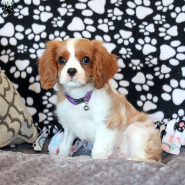 Heath, Cavalier King Charles Spaniel Puppy
