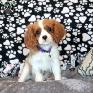 Heath, Cavalier King Charles Spaniel Puppy