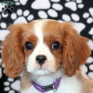 Heath, Cavalier King Charles Spaniel Puppy