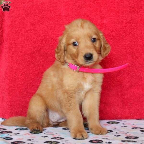 Heather, Golden Retriever Puppy