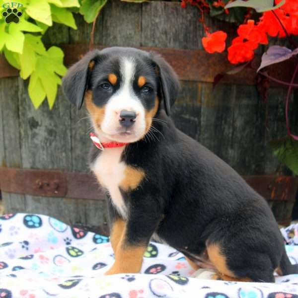 Heather, Greater Swiss Mountain Dog Puppy