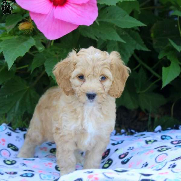 Heather, Cockapoo Puppy