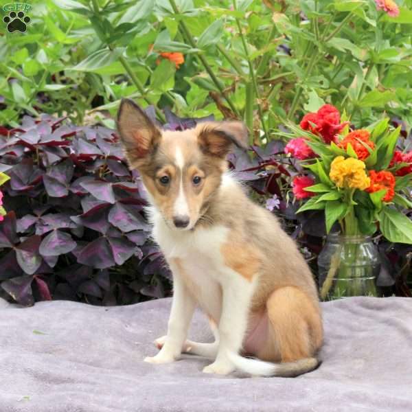 Heather, Sheltie Puppy