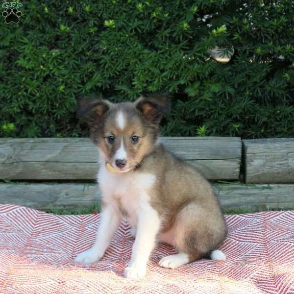 Heather, Sheltie Puppy