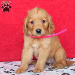 Heather, Golden Retriever Puppy