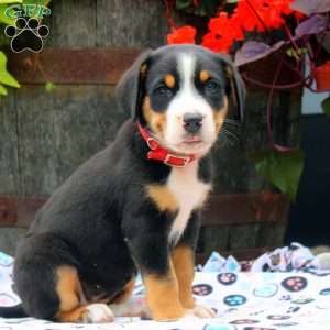 Heather, Greater Swiss Mountain Dog Puppy
