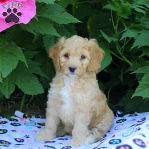 Heather, Cockapoo Puppy