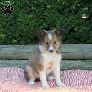 Heather, Sheltie Puppy
