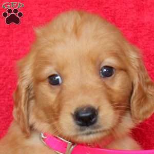 Heather, Golden Retriever Puppy