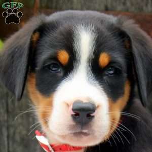 Heather, Greater Swiss Mountain Dog Puppy