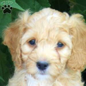 Heather, Cockapoo Puppy