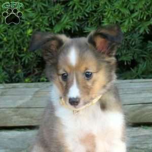 Heather, Sheltie Puppy