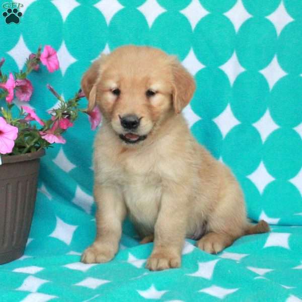 Hector, Golden Retriever Puppy