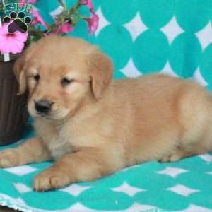 Hector, Golden Retriever Puppy