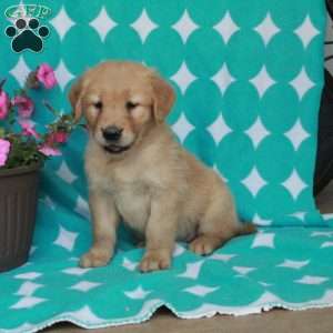 Hector, Golden Retriever Puppy