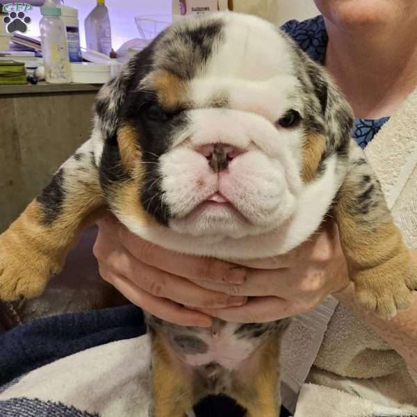 Hector, English Bulldog Puppy