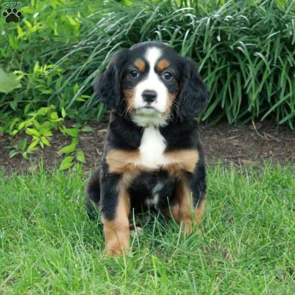 Heidi, Miniature Bernese Mountain Dog Puppy