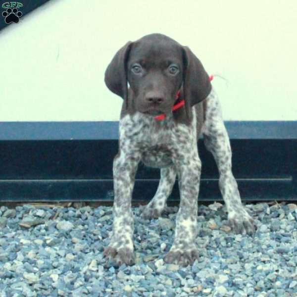Heidi, German Shorthaired Pointer Puppy