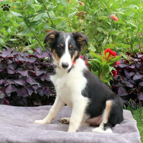 Heidi, Sheltie Puppy