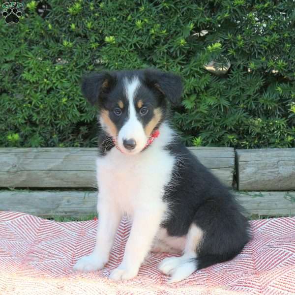 Heidi, Sheltie Puppy
