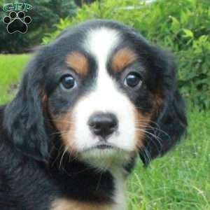 Heidi, Miniature Bernese Mountain Dog Puppy