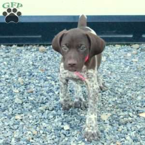 Heidi, German Shorthaired Pointer Puppy
