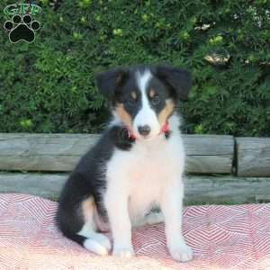 Heidi, Sheltie Puppy