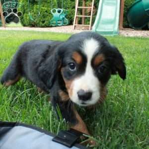Heidi, Miniature Bernese Mountain Dog Puppy