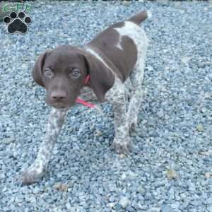 Heidi, German Shorthaired Pointer Puppy
