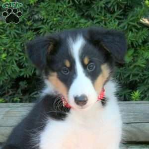 Heidi, Sheltie Puppy