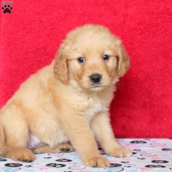 Helen, Golden Retriever Puppy