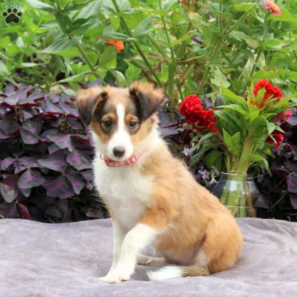 Helen, Sheltie Puppy