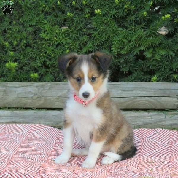 Helen, Sheltie Puppy