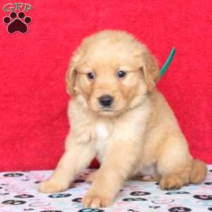 Helen, Golden Retriever Puppy