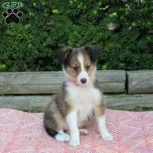 Helen, Sheltie Puppy