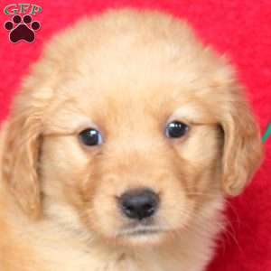 Helen, Golden Retriever Puppy