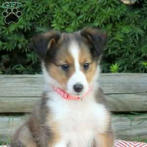 Helen, Sheltie Puppy
