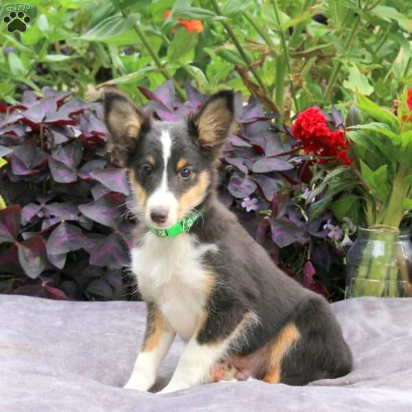 Hendrik, Sheltie Puppy