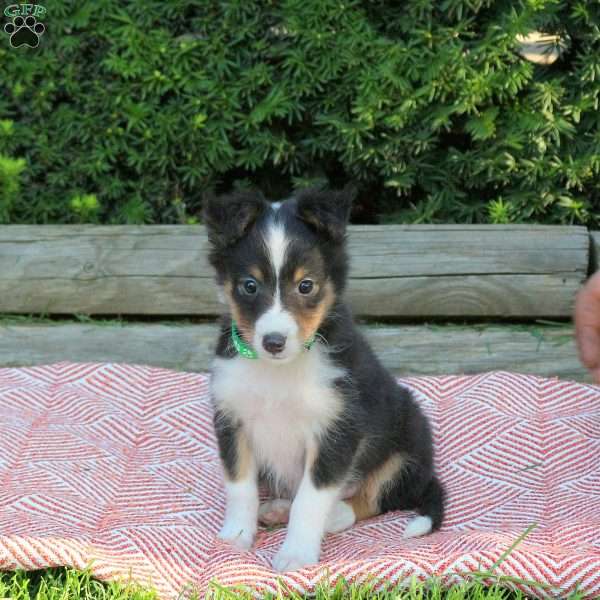 Hendrik, Sheltie Puppy