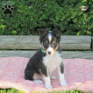 Hendrik, Sheltie Puppy