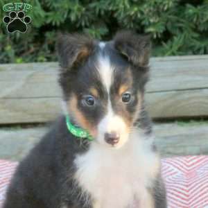 Hendrik, Sheltie Puppy