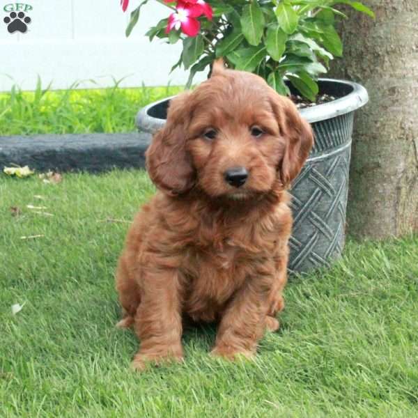 Henry, Irish Doodle Puppy