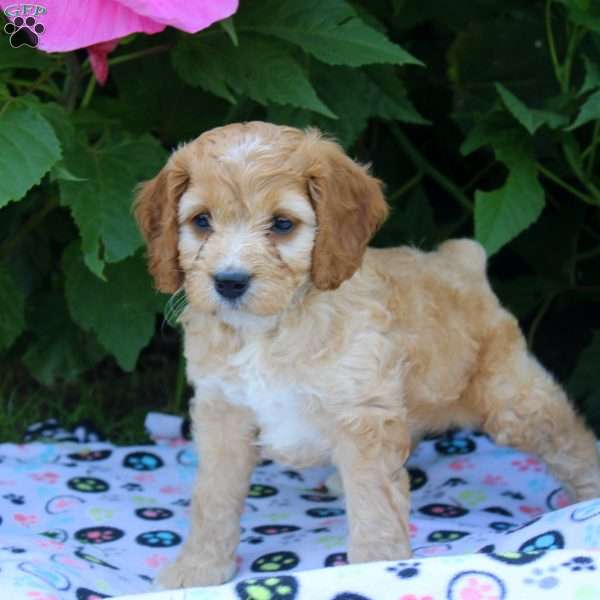 Henry, Cockapoo Puppy