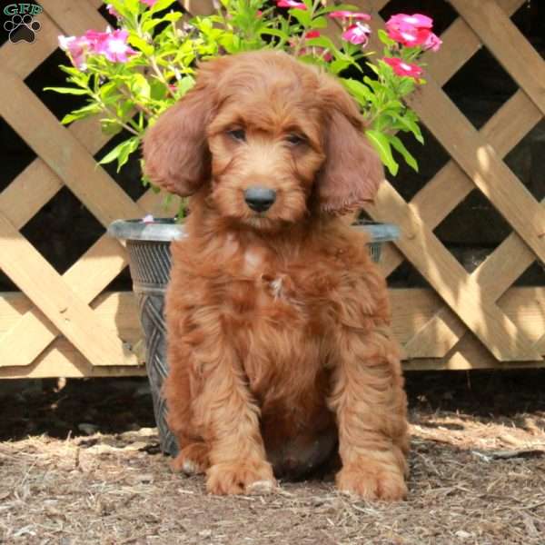 Henry, Irish Doodle Puppy